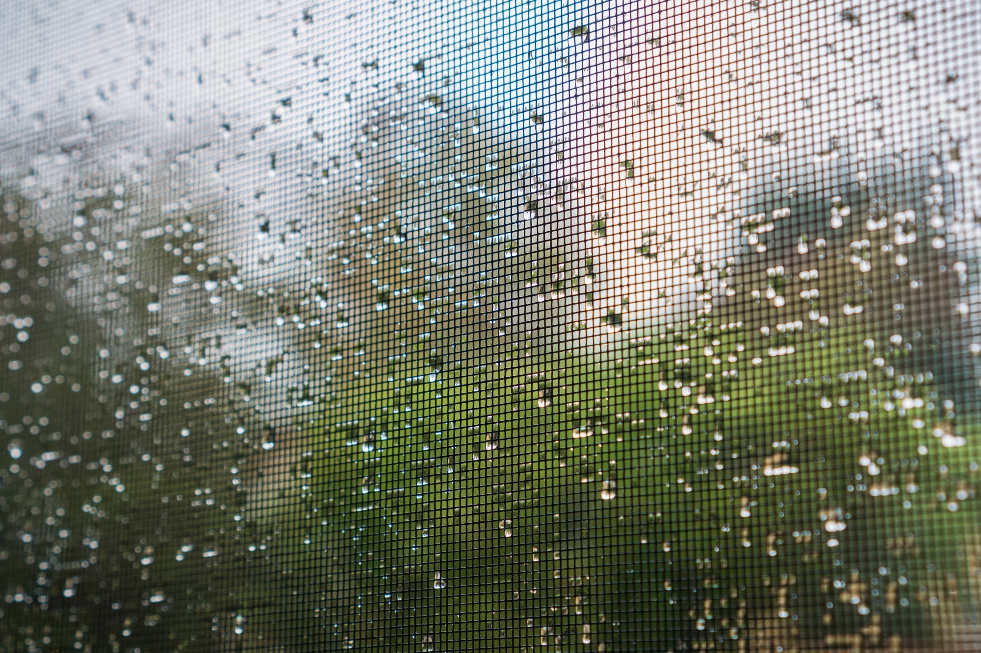 Raindrops on a mosquito net on a rainy day; green trees in the background; California